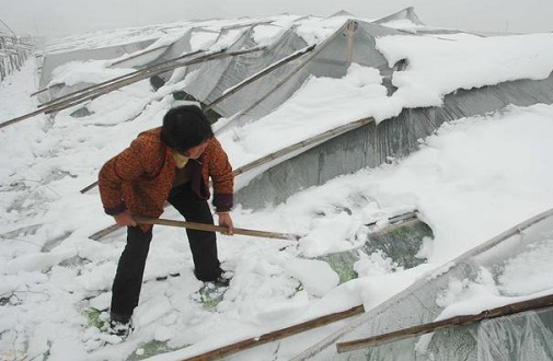 大雪壓垮鋼結構廠房,眾多“二師兄”壯烈犧牲